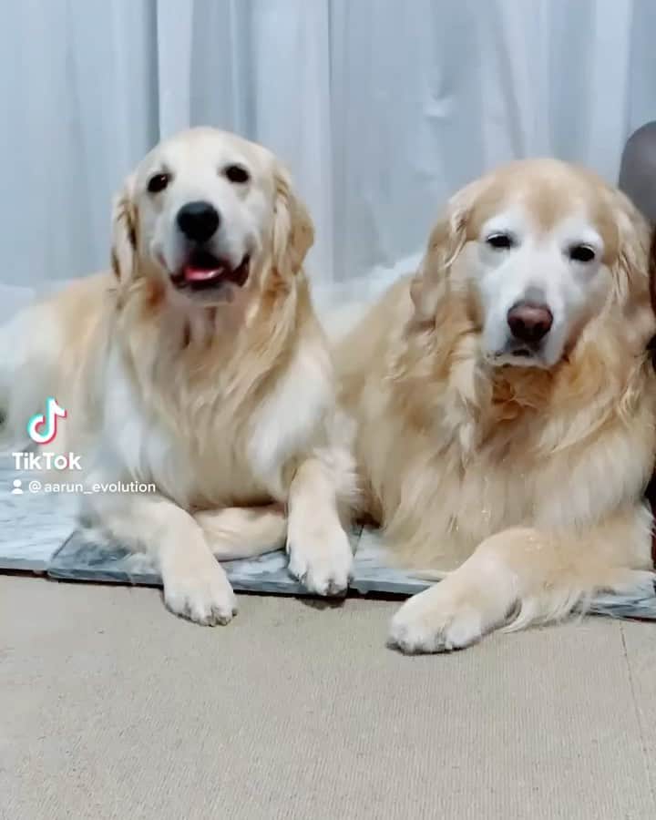 まゆみのインスタグラム：「。 。 今出てた😂 Mステにあーペー出てたー😂 使われたのはこの動画 あーちゃんのやめてとおもーのはカットされてたけど🤣 。 出るかわかんないからひっそり見てた😂 。 #ミュージックステーション #TikTok #ぎゅっと #やめてやったあーちゃん 。 。 #ゴールデンレトリバー#goldenretriever#dog#犬#あーるん#golden#retriever#doglover#insta_dog#ぺんぺん子ちゃん#welovegoldens#Instagram#Instagramjapan#Instagramdogs#9gag#dogstagram#dogsofinstagram#dogs#doggy」