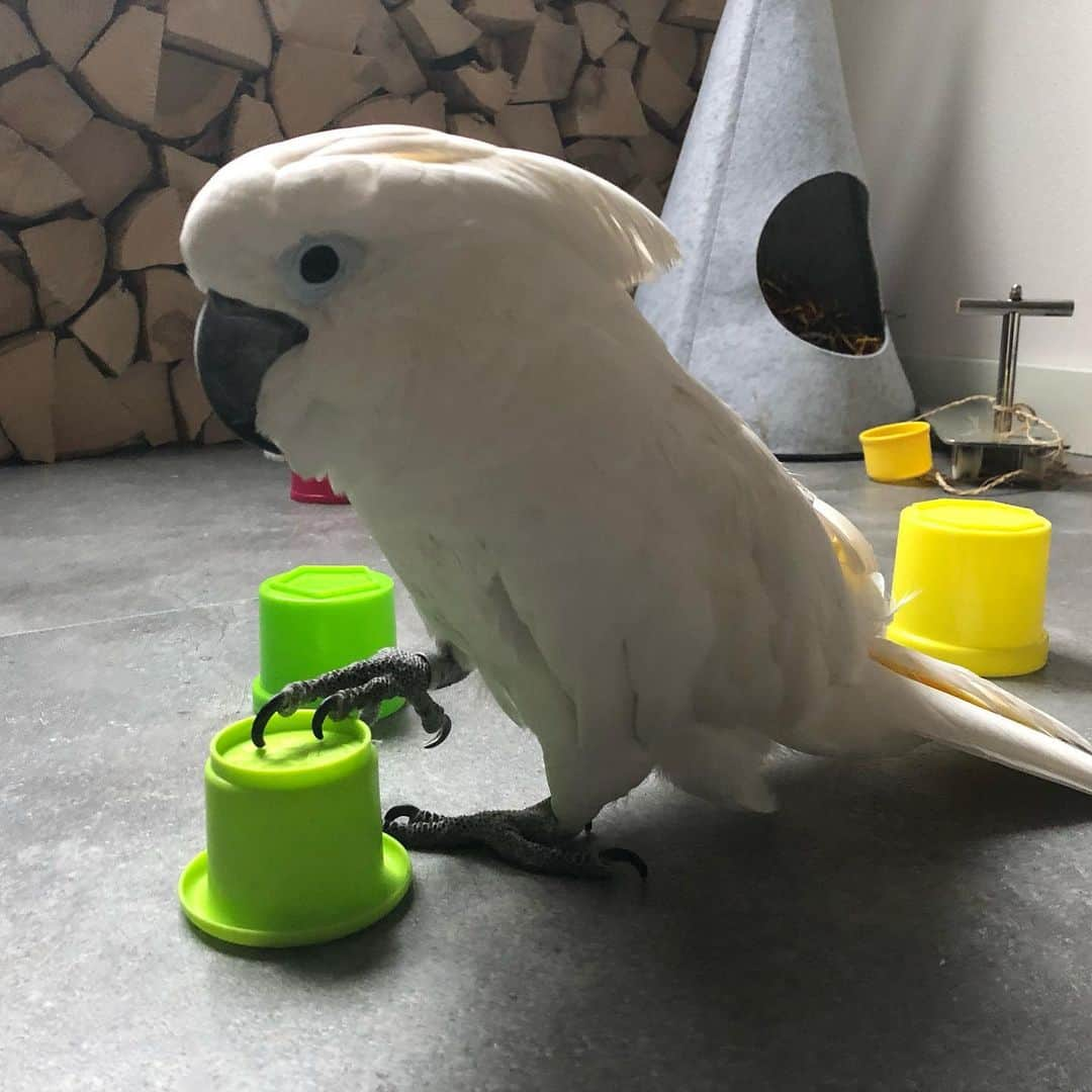 ? Enjoy Harley's Lifeさんのインスタグラム写真 - (? Enjoy Harley's LifeInstagram)「All morning so busy and active nwith making mess for mom  now time for a nap 😴#busy#bird#fridaymood #fridayfeeling #fridayvibes #parrot#pets#instagood #instagram #instadaily #instamood #instalike #lovemylife」1月22日 22時02分 - harleythecockatoo