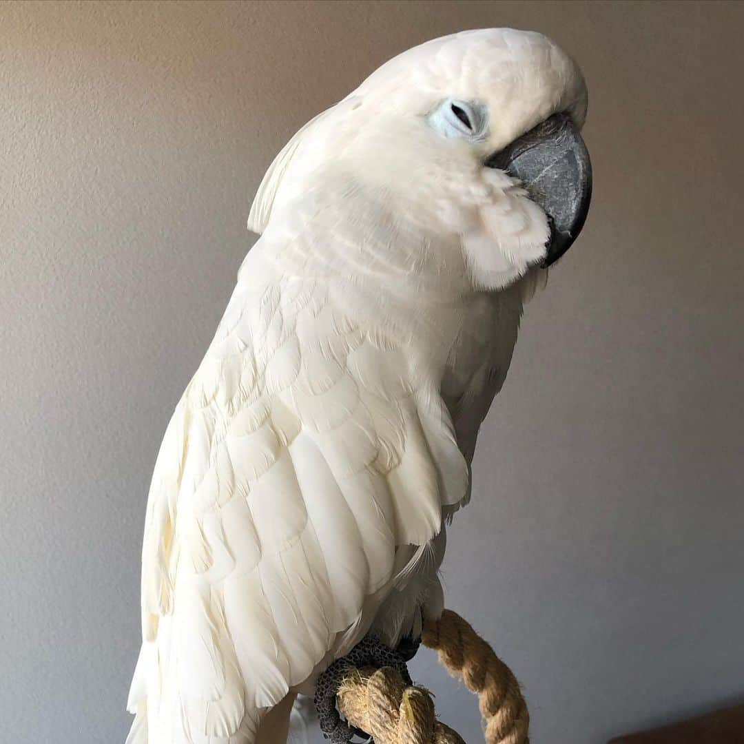 ? Enjoy Harley's Lifeさんのインスタグラム写真 - (? Enjoy Harley's LifeInstagram)「All morning so busy and active nwith making mess for mom  now time for a nap 😴#busy#bird#fridaymood #fridayfeeling #fridayvibes #parrot#pets#instagood #instagram #instadaily #instamood #instalike #lovemylife」1月22日 22時02分 - harleythecockatoo