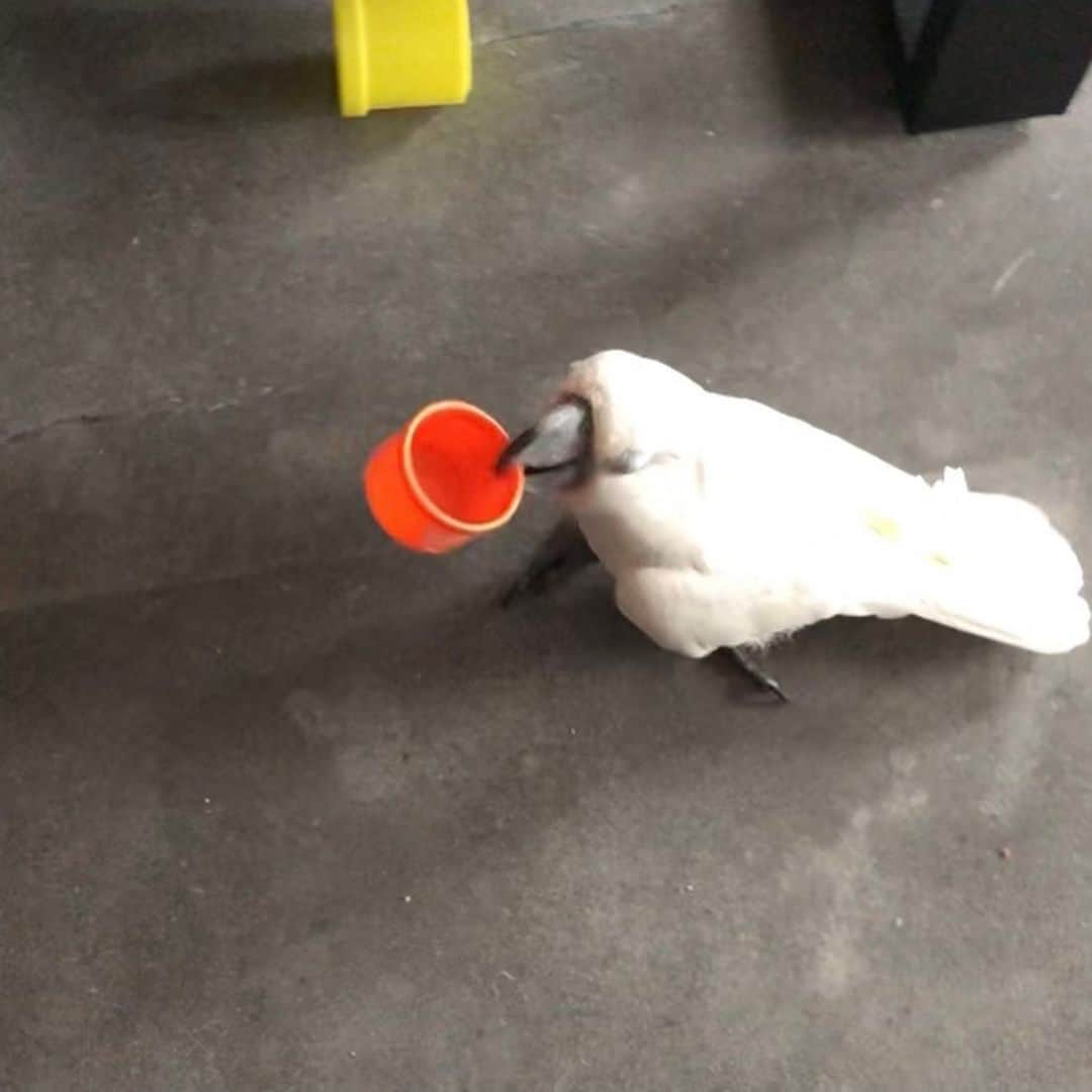 ? Enjoy Harley's Lifeのインスタグラム：「All morning so busy and active nwith making mess for mom  now time for a nap 😴#busy#bird#fridaymood #fridayfeeling #fridayvibes #parrot#pets#instagood #instagram #instadaily #instamood #instalike #lovemylife」