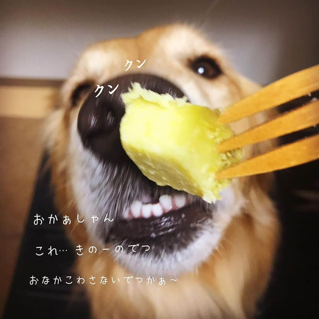 ikumiさんのインスタグラム写真 - (ikumiInstagram)「* * 楽しいおやつ時間🍠 . 腐ってないから大丈夫だよ〜多分🤭 * * #goldenretriever#retriever#retrieverlife#大型犬#大型犬のいる暮らし#ゴールデンレトリバー#ゴールデンレトリバーのいる暮らし#vivi日記3歳#viviのいる暮らし2021#ぴーすっ子#食いしん坊」1月22日 22時15分 - ikumi.betty_jupiter