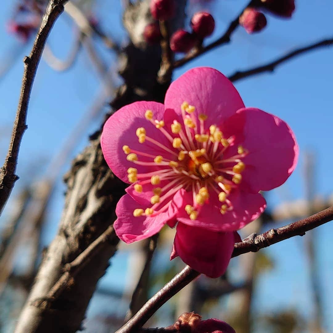 林家たい平のインスタグラム：「鉢植えの紅梅が今朝咲きました!」