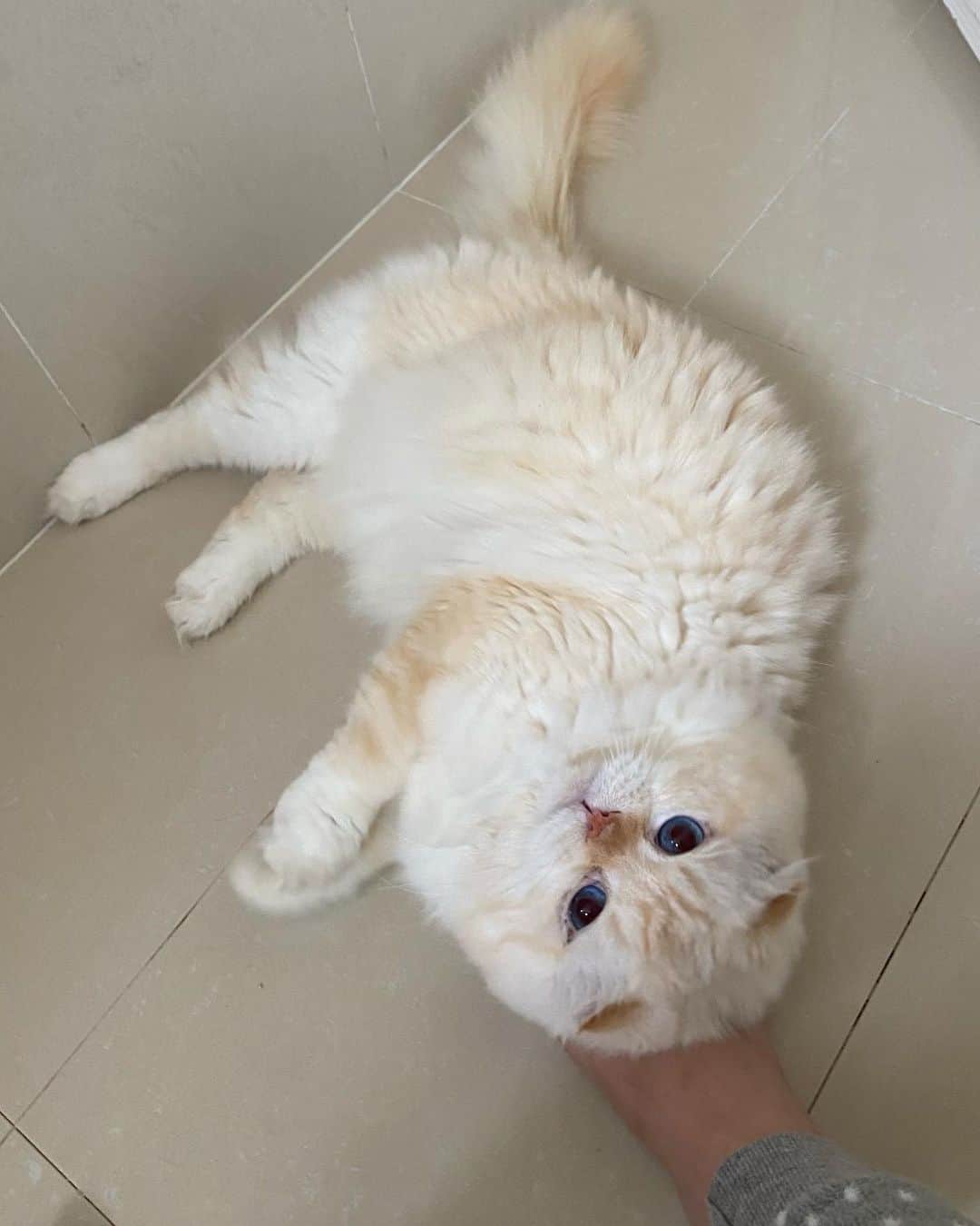 Haruのインスタグラム：「Our daily routine: following you to the toilet. 🚽💕 ตามมาดม หอมชื่นจายยย 😍 #gentleharper」