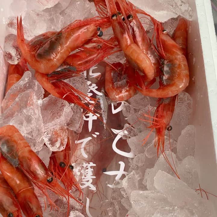 岸本加世子のインスタグラム：「金沢から活き甘海老を送って頂きました。活きがいいのではねて大変でしたが、甘くて絶品でした。ありがとうございます。」