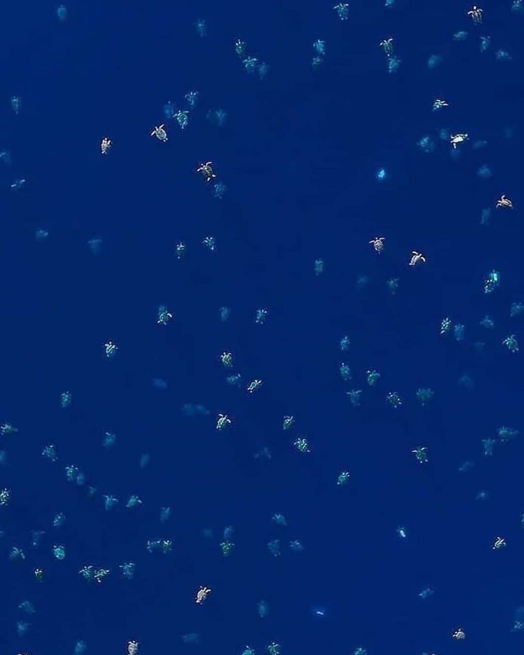 Black Jaguar-White Tiger さんのインスタグラム写真 - (Black Jaguar-White Tiger Instagram)「This is what 64,000 green sea turtles look like from above! It's the world's largest green turtle gathering ever seen 🐢  The extraordinary drone footage was captured by the @greatbarrierreeffoundation researchers team as part of the #RaineIslandRecoveryProject that is restoring the world's largest green turtle nesting area for future generations.  Video by @greatbarrierreeffoundation and @qldgov  www.barrierreef.org」1月22日 22時49分 - blackjaguarwhitetiger