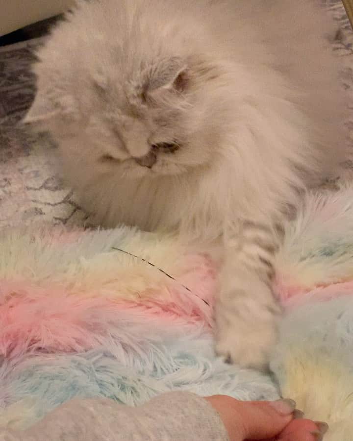 BeBeのインスタグラム