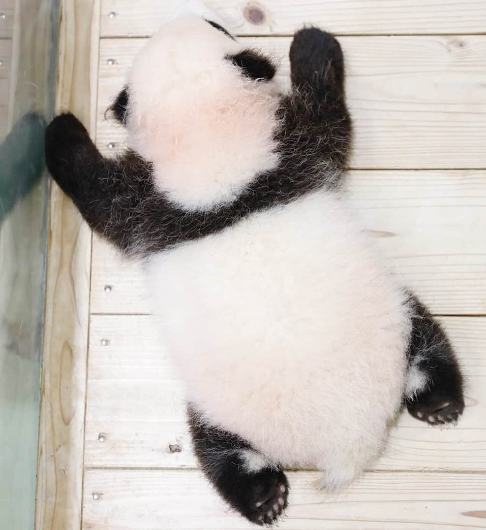 のインスタグラム：「ｆａｃｅ　ｄｏｗｎ　...part １ 🐼😊🐼 #photography #adventureworld #アドベンチャーワールド #ADVENTUREWORLDPANDAS #baby #HELLOLITTLE #pandamental #hellopanda #ハローリトル #ハローパンダ #パンダグラビア #パンダ　and #panda #pandababy 🐼🐼🐼」