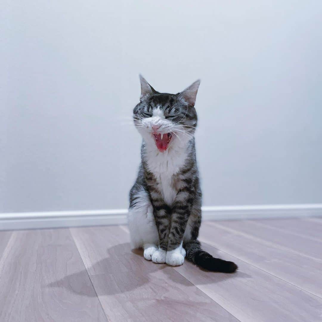 宮坂亜里沙さんのインスタグラム写真 - (宮坂亜里沙Instagram)「めんま🐈ドア開けたらポツンっと座ってた笑　#サバトラ #猫 #catstagram」1月22日 22時54分 - arsmysk