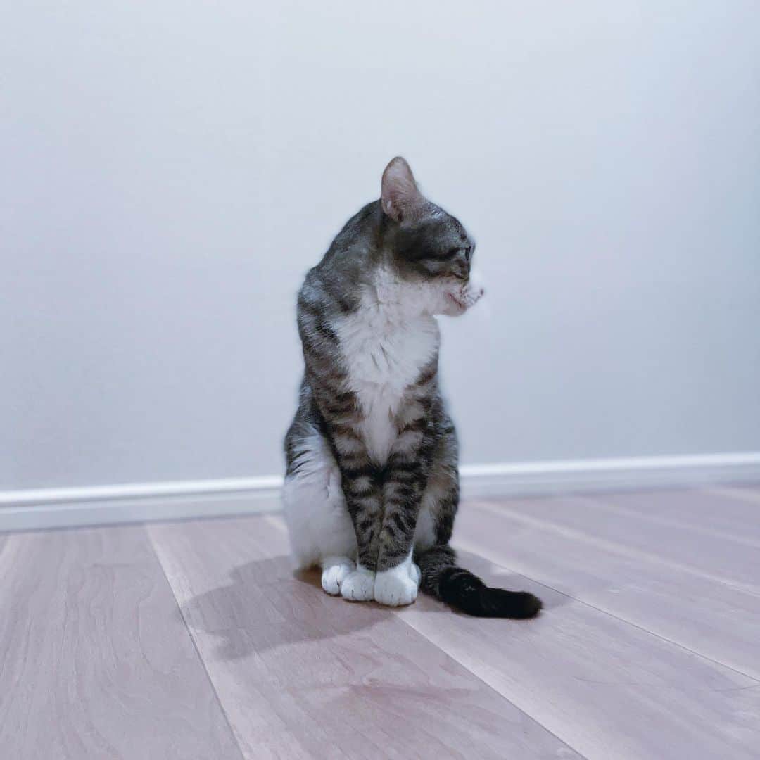 宮坂亜里沙さんのインスタグラム写真 - (宮坂亜里沙Instagram)「めんま🐈ドア開けたらポツンっと座ってた笑　#サバトラ #猫 #catstagram」1月22日 22時54分 - arsmysk