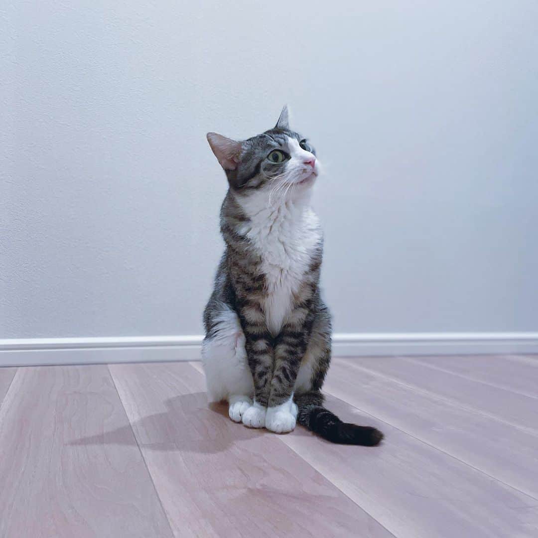 のインスタグラム：「めんま🐈ドア開けたらポツンっと座ってた笑　#サバトラ #猫 #catstagram」