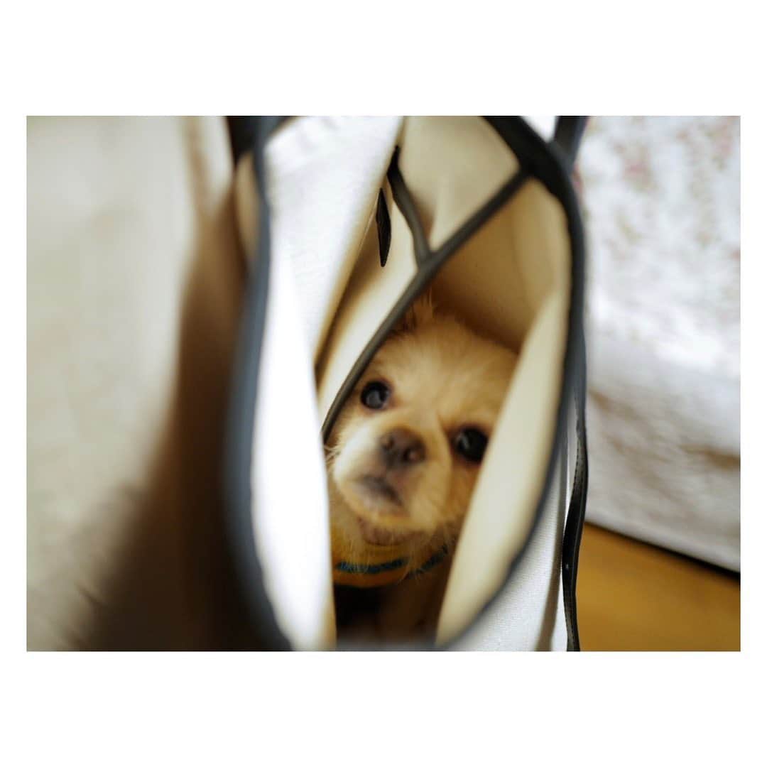 土井地恵理子さんのインスタグラム写真 - (土井地恵理子Instagram)「Ciel in Bag🐶  実家にやってきたワンコ お散歩デビューまであと少し。  #犬のいる暮らし  #抜け毛がやばい」1月22日 23時10分 - ericodoiji