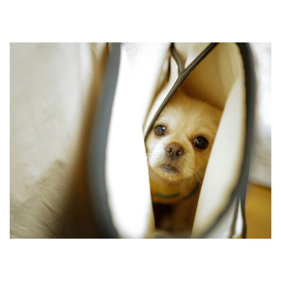 土井地恵理子のインスタグラム：「Ciel in Bag🐶  実家にやってきたワンコ お散歩デビューまであと少し。  #犬のいる暮らし  #抜け毛がやばい」