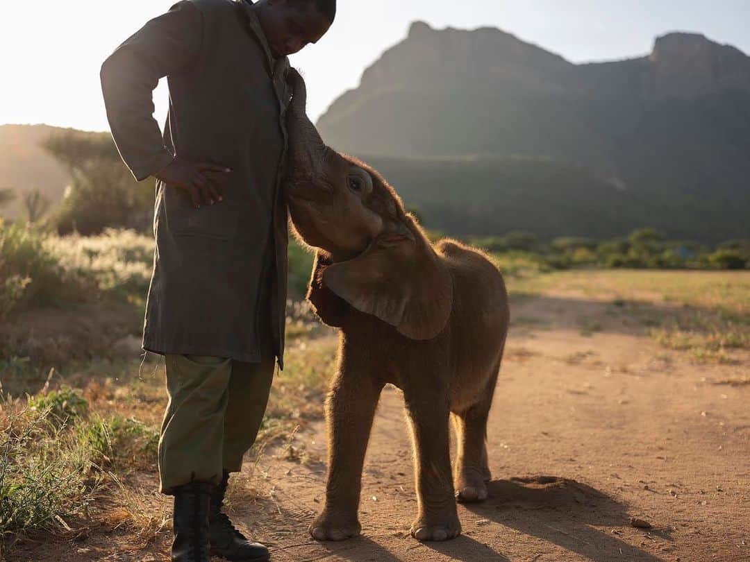 thephotosocietyさんのインスタグラム写真 - (thephotosocietyInstagram)「Photo by David Chancellor @chancellordavid / Talone and orphan elephant, Reteti Elephant Sanctuary, Mathews Range, northern Kenya - I think when you meet someone for the first time it’s relatively easy to assess immediately how you feel about them. This may change over time as we begin to share experiences; and let’s be honest our survival does not often now depend on us getting this right. Maybe we’ve lost the ability to ignore our initial feelings and now just override them as politeness as society requires, so that we don’t simply turn on our heels when our instincts are telling us to do exactly that. Working in the environment that I do, one starts to recover some of these instincts for sure. An elephant, or a cat, can suddenly just not feel right and you’re always wise to listen to this voice. I do meet people who I simply want to get past or away from as quickly as possible. It’s usually something in the eyes. I don’t think wildlife on the other hand has lost this ability. So although hormones, in the case of elephants, can bring up the ‘red mist’ during times of musth, under normal circumstances we should be able to read wildlife body language and make a relatively informed decision on how to behave in their presence. When I see wildlife react consistently in a particular way when faced with the same individual, it utterly fascinates me. An elephant especially can sense an extraordinary amount of our emotions and respond accordingly. As can cats, particularly lions. As a photographer, it can be fascinating when working with someone who has an innate ability to connect with wildlife. Which brings me to this image taken @r.e.s.c.u.e. There is a connection here well beyond the amazing work that they do; it’s reciprocal, and it’s also undiluted by societal constraints. It’s not complicated, it’s what needs to be done, and it’s instinctive, something to be celebrated 🖤 to see more follow me here @chancellordavid @thephotosociety @natgeo」1月22日 23時11分 - thephotosociety