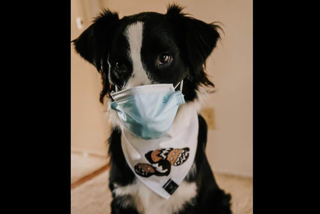 DogsOf Instagramさんのインスタグラム写真 - (DogsOf InstagramInstagram)「When you show up to the park wearing matching mittens...  Now you too can get the Bernie Mittens look! These LIMITED EDITION dog bandanas are handmade by @designedimpulseco and available through our web shop! Free shipping within the U.S. + 10% of all proceeds donated to animal welfare via @welovecuddly!  ~Link in bio~  Pssst! A little birdie told us that there’s only 200 of these bandanas so you’re going to want to gets yours right now 🧤  #dogsofinstagram #berniesmittens #berniesits #dogbandana」1月22日 23時22分 - dogsofinstagram