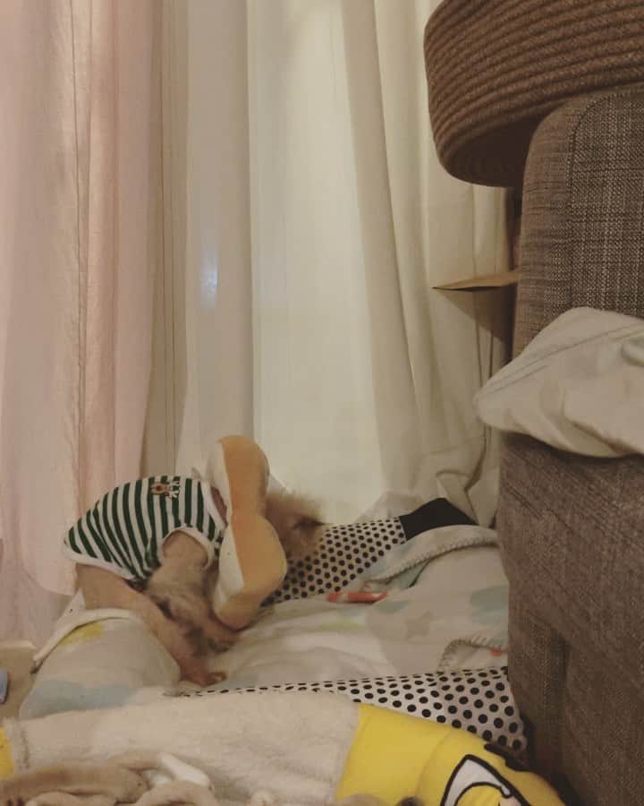 r_oseのインスタグラム：「I’m busy... but I can feel someone is watching🦭〰️」