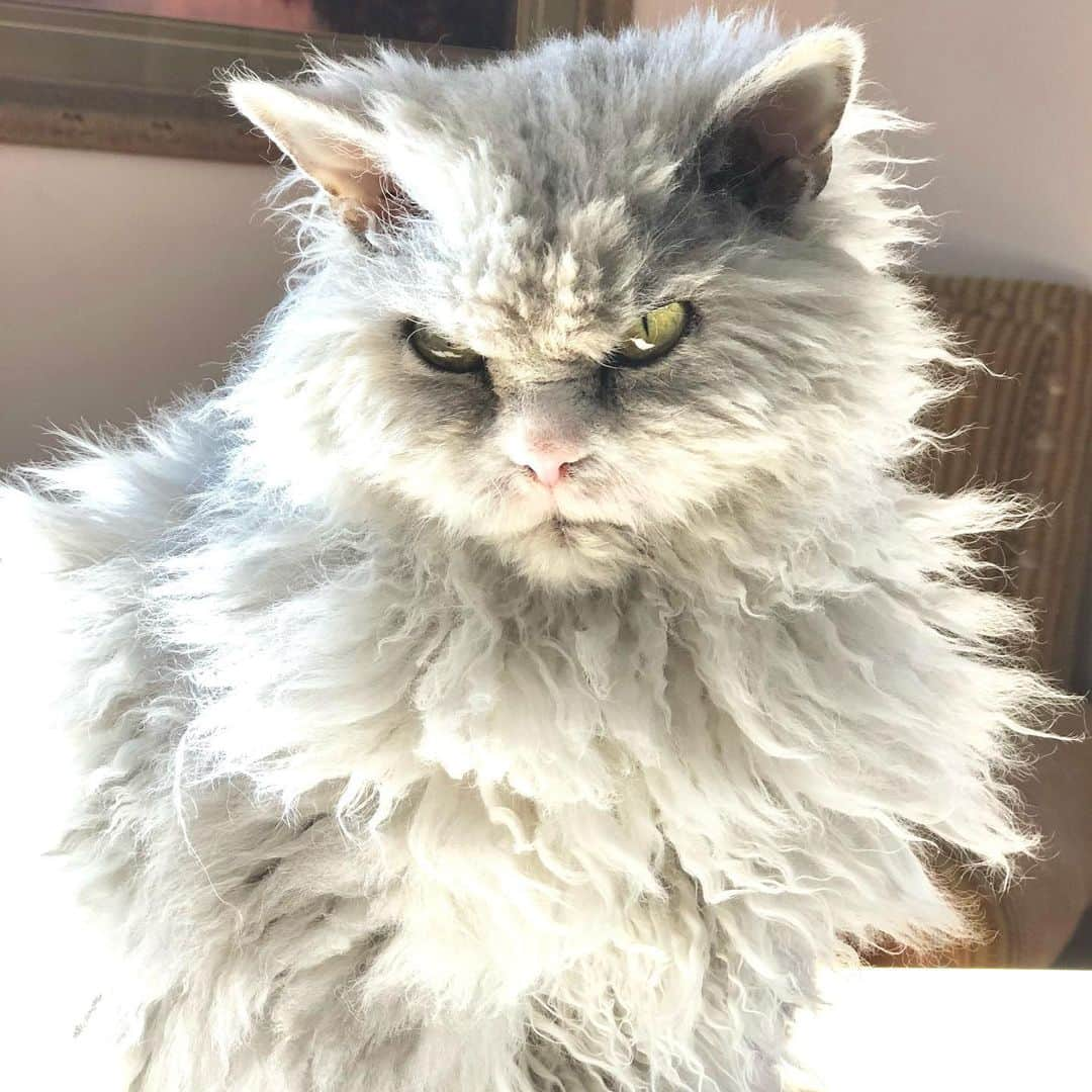 アルベルトさんのインスタグラム写真 - (アルベルトInstagram)「Just drink coffee, treat me & stop talking Ned. I’m begging you. #tgif #pompousalbert #officecats #selkirkrexofinstagram」1月23日 0時06分 - pompous.albert