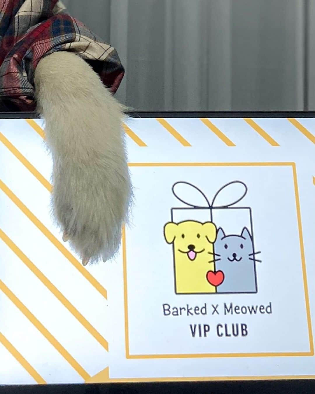 8crapさんのインスタグラム写真 - (8crapInstagram)「Join the “Barked X Meowed VIP Club” for monthly rewards! 🐾 Refer your friends to join for a chance to win an extra $100 Amazon Gift Card! . 🎁 Tap link in bio to join the “Barked X Meowed VIP Club” for FREE now! - 📹 @asnowballstory - #️⃣ Hashtag #BarkedMeowedVIPClub on your dog’s photo/video like this, for a chance to be featured! - #barked @meowed #BarkedMeowedVIPClub #BMVIPC #dog #doggo #Samoyed」1月23日 0時08分 - barked