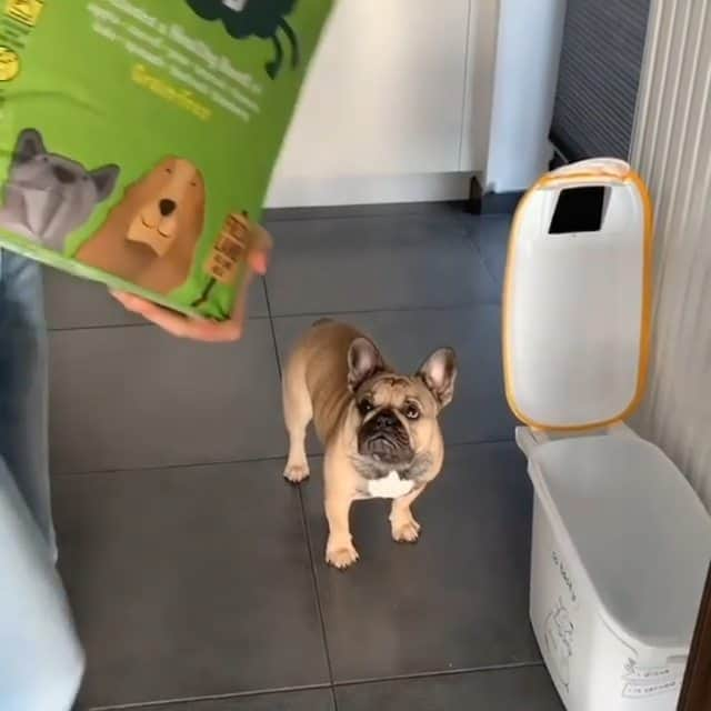 French Bulldogのインスタグラム