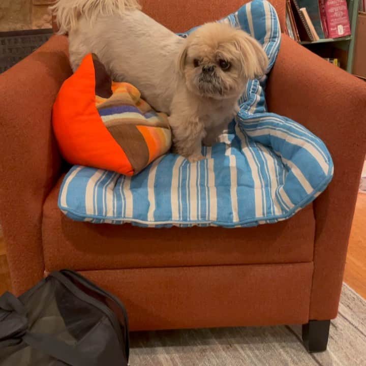 Dougie the Shih Tzuのインスタグラム：「Getting it just right. #fridaymomentofzen」