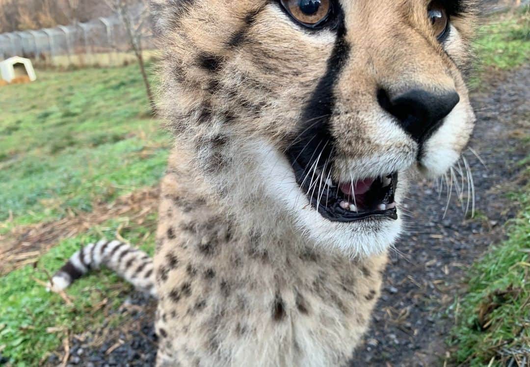 スミソニアン国立動物園のインスタグラム