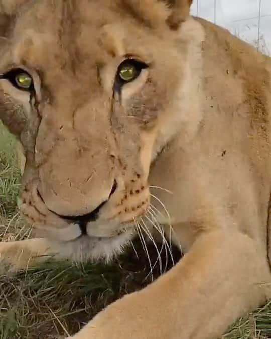 Kevin Richardson LionWhisperer のインスタグラム