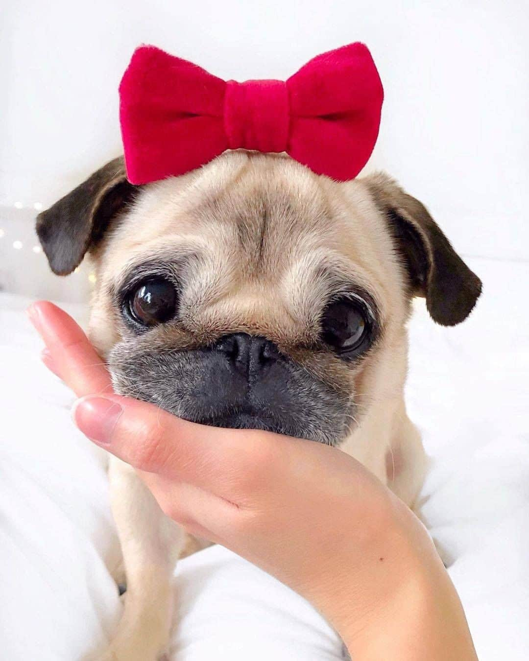 8crapさんのインスタグラム写真 - (8crapInstagram)「A handful of cuteness 🥺🎀 - 📷 @pugloulou - #barked #dog #doggo #Pug」1月23日 1時30分 - barked