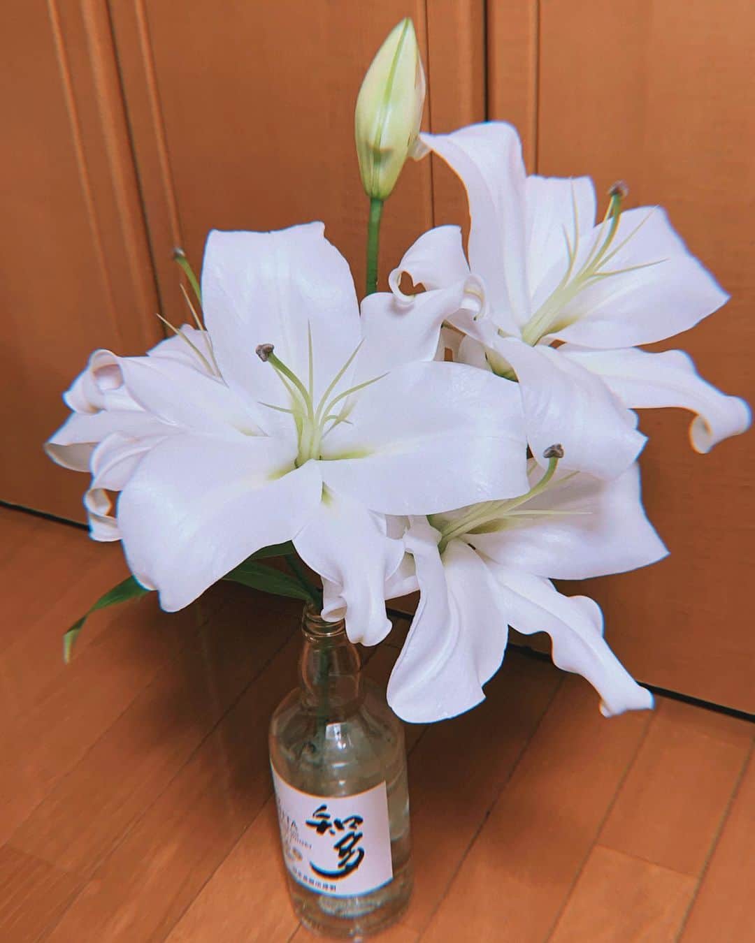 今川宇宙のインスタグラム：「こんなに立派になりました」