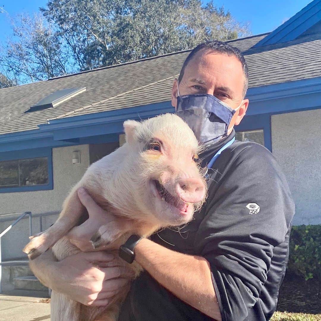 Priscilla and Poppletonのインスタグラム：「Silly Pop was so piggy excited for his boys spa day @atlanticvets. He and Pink and Penn got hoof and tusk trims and mommy even took them for donuts afterwards (swipe to see). I’m more jealous they got to see Dr. Herb than I am about the donuts. He’s the best piggy vet around. I think it’s time to schedule a girl’s day out for me and Posey.🐷💙😷#boysdayout #jacksonville #PopPinkandPenn #DrHerb #PrissyandPop」
