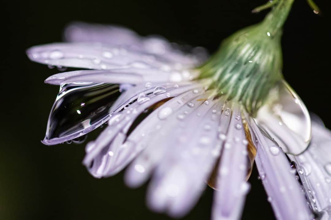 Canon UKさんのインスタグラム写真 - (Canon UKInstagram)「Macro lenses enable you to get frame-filling shots of small details in flowers and leaves, as well as droplets. To help you achieve a precise focus, we recommend using manual focus in Live View mode, as a number of models allow you to magnify to check focus and details 🔍  What's your favourite Canon lens and why?   📷 by @g_altham_photography  Camera: EOS 750D Lens: EF 100mm f/2.8 Macro USM Shutter Speed: 1/40, Aperture: f/3.2, ISO 1600」1月23日 2時12分 - canonuk