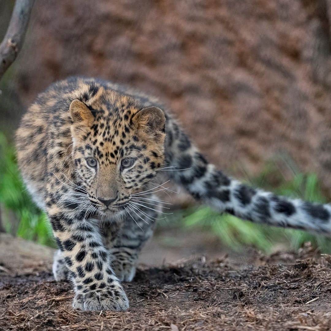 San Diego Zooさんのインスタグラム写真 - (San Diego ZooInstagram)「Plz paws for these feline floofs #throwback #LevAndTuman #AmurLeopards (photos 1 & 2 by Mike Wilson)」1月23日 2時37分 - sandiegozoo