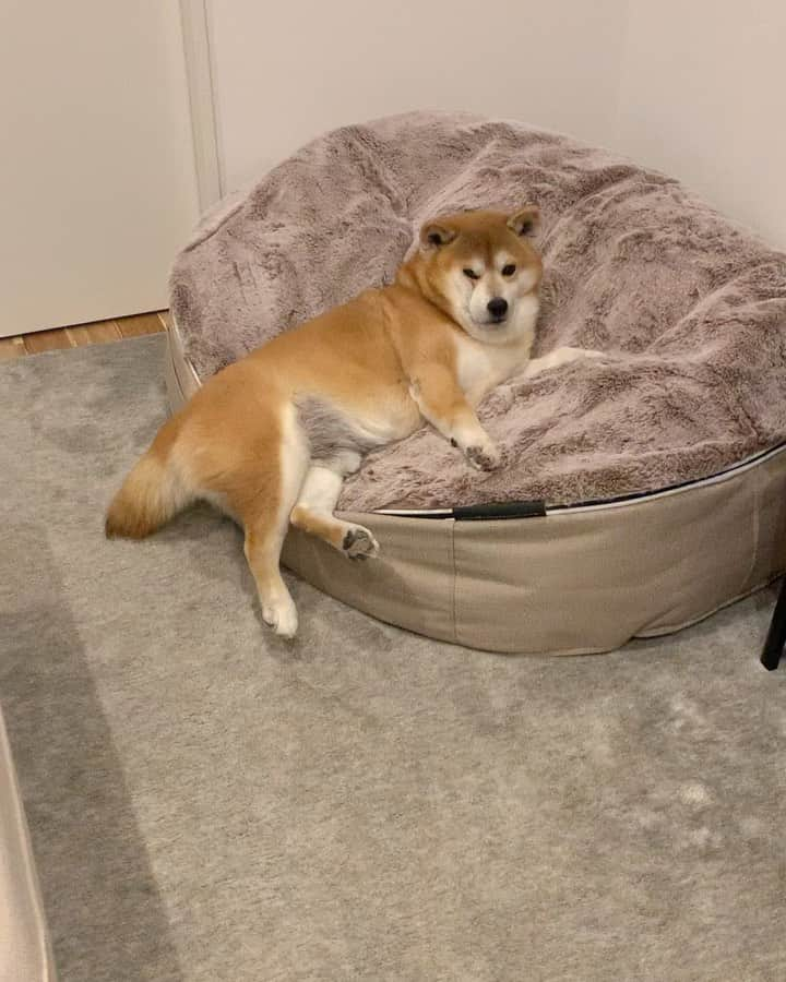 shibainu berryのインスタグラム