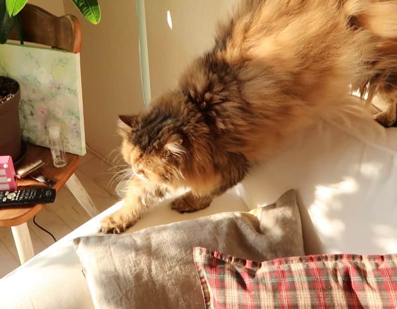 のインスタグラム：「冬に向けて、毛が野生化してる🦁  #catstagram#catlover #ねこすたぐらむ #ねこのいる生活」