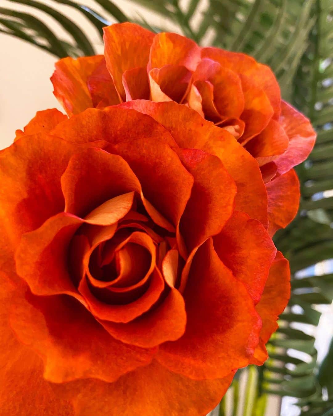 アルマリアンFUKUOKA　公式のグルメインスタ