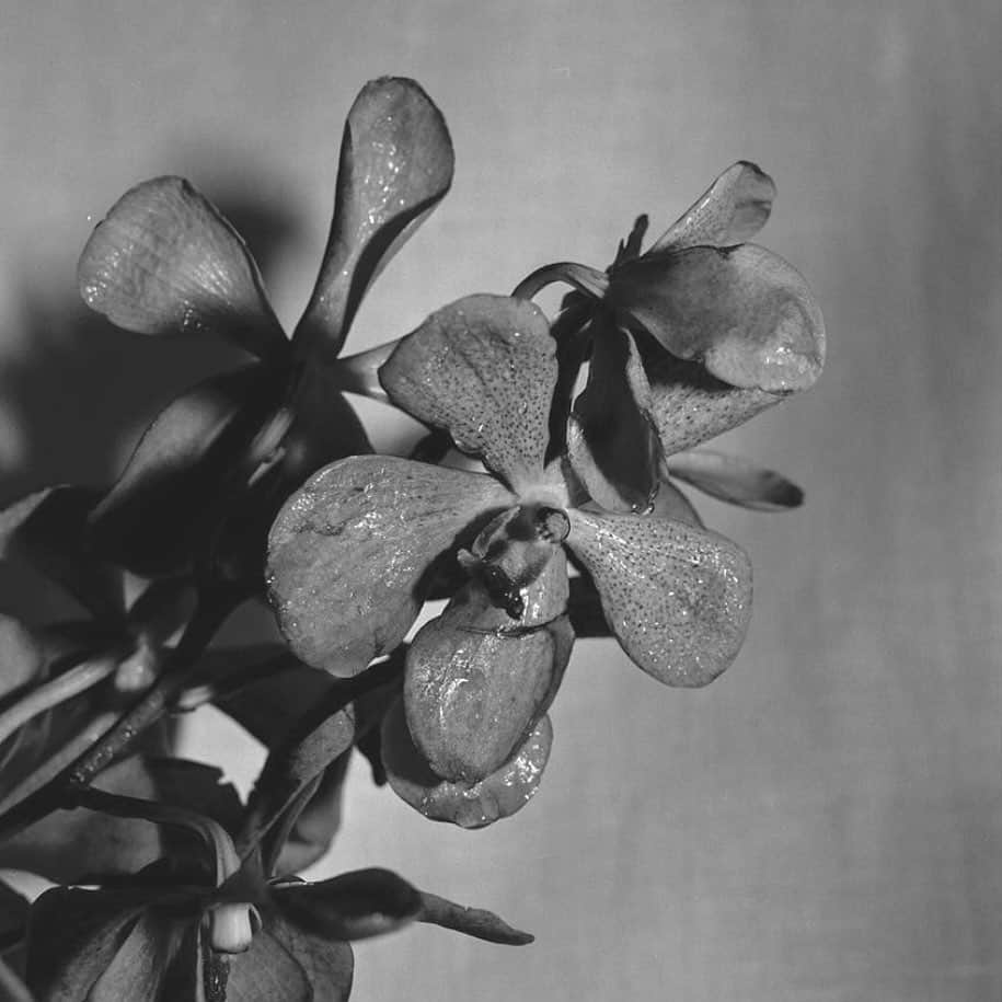 大塚良子さんのインスタグラム写真 - (大塚良子Instagram)「#flowers #filmphotography  #contaxrts @ryoko_hanne」1月23日 12時38分 - ryokokonami