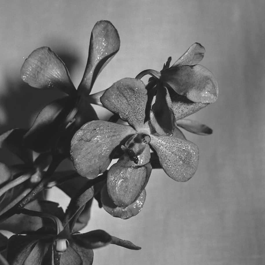 大塚良子のインスタグラム：「#flowers #filmphotography  #contaxrts @ryoko_hanne」