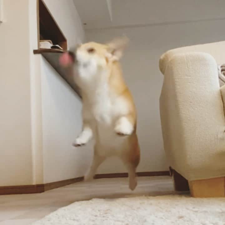 さゆりのインスタグラム：「◡̈⋆2021.1.23.Sat.◡̈⋆ This is so much fun‼️😂😂👌 * ちょっとだけ 飛べた😅🤣🤣👏👏 * * * * * * *」