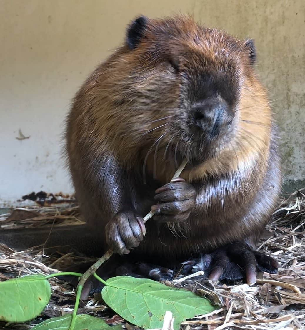 桝太一さんのインスタグラム写真 - (桝太一Instagram)「🌏 一目で何の動物かわかった貴方は‥ とクイズを出すには 簡単すぎるかも知れませんが 意外とこの表情だとわかりませんね😂  #かりかり #ぽりぽり #その食べる音はまさに #ASMR  今夜７時〜 #みんなのどうぶつ園 #飼育員さんのスマホの中身シリーズ #相葉さん #ゆかりの動物園でもあります」1月23日 13時12分 - masu_asari