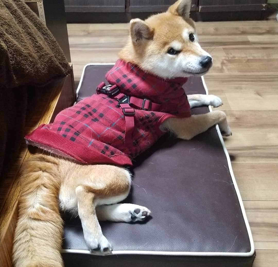 柴犬たま Shibainu Tamaさんのインスタグラム写真 - (柴犬たま Shibainu TamaInstagram)「おしゅし達と一通り遊んで一息つくミケママ🤗 ﻿ Caption trans🇬🇧﻿﻿﻿﻿﻿﻿﻿﻿﻿ Meekeh takes a break after playing with sushi brothers🤗 ﻿﻿﻿﻿﻿﻿﻿﻿﻿ #たま家族 #柴犬ミケ #ミケママ #休憩中 #かなりひし形 #あくび #糸目 #ブサ顔 #ブサ顔の日 #23日 #柴犬 #shiba #shibainu #shibastagram #犬 #dog」1月23日 13時12分 - tama7653