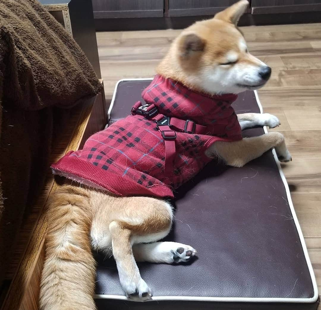 柴犬たま Shibainu Tamaさんのインスタグラム写真 - (柴犬たま Shibainu TamaInstagram)「おしゅし達と一通り遊んで一息つくミケママ🤗 ﻿ Caption trans🇬🇧﻿﻿﻿﻿﻿﻿﻿﻿﻿ Meekeh takes a break after playing with sushi brothers🤗 ﻿﻿﻿﻿﻿﻿﻿﻿﻿ #たま家族 #柴犬ミケ #ミケママ #休憩中 #かなりひし形 #あくび #糸目 #ブサ顔 #ブサ顔の日 #23日 #柴犬 #shiba #shibainu #shibastagram #犬 #dog」1月23日 13時12分 - tama7653