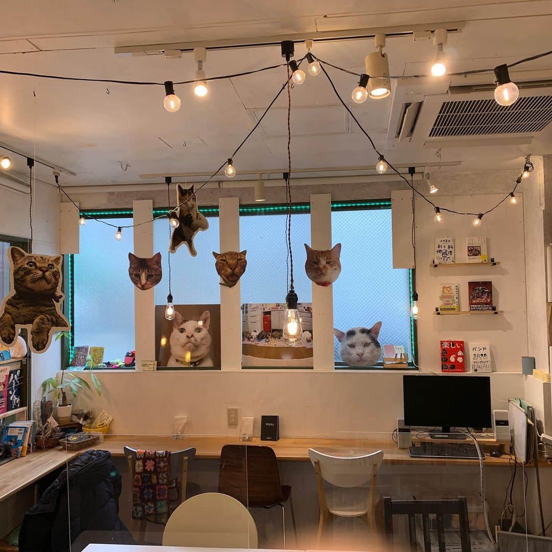 Kachimo Yoshimatsuさんのインスタグラム写真 - (Kachimo YoshimatsuInstagram)「夏目漱石と言えばヨウカンさん。手は逆ですが…。ちょこっと宣伝部長。  ココシバにて本日17:00より「小河知夏さんの語り劇　夏目漱石の吾輩は猫である」をZOOMを使って配信します。 木戸銭は、2000円(税込) 視聴申込みは https://ogawa-chinatsu.com/event-info/1086/  15:30まで受付中。  ココシバ店内は猫仕様。 猫にちなんだお酒も準備しております。  #うちの猫ら #ヨウカンさん #yohkan #吾輩は猫である #小河知夏　#猫 #ねこ #cat #ネコ #catstagram #ネコ部 http://kachimo.exblog.jp」1月23日 13時32分 - kachimo