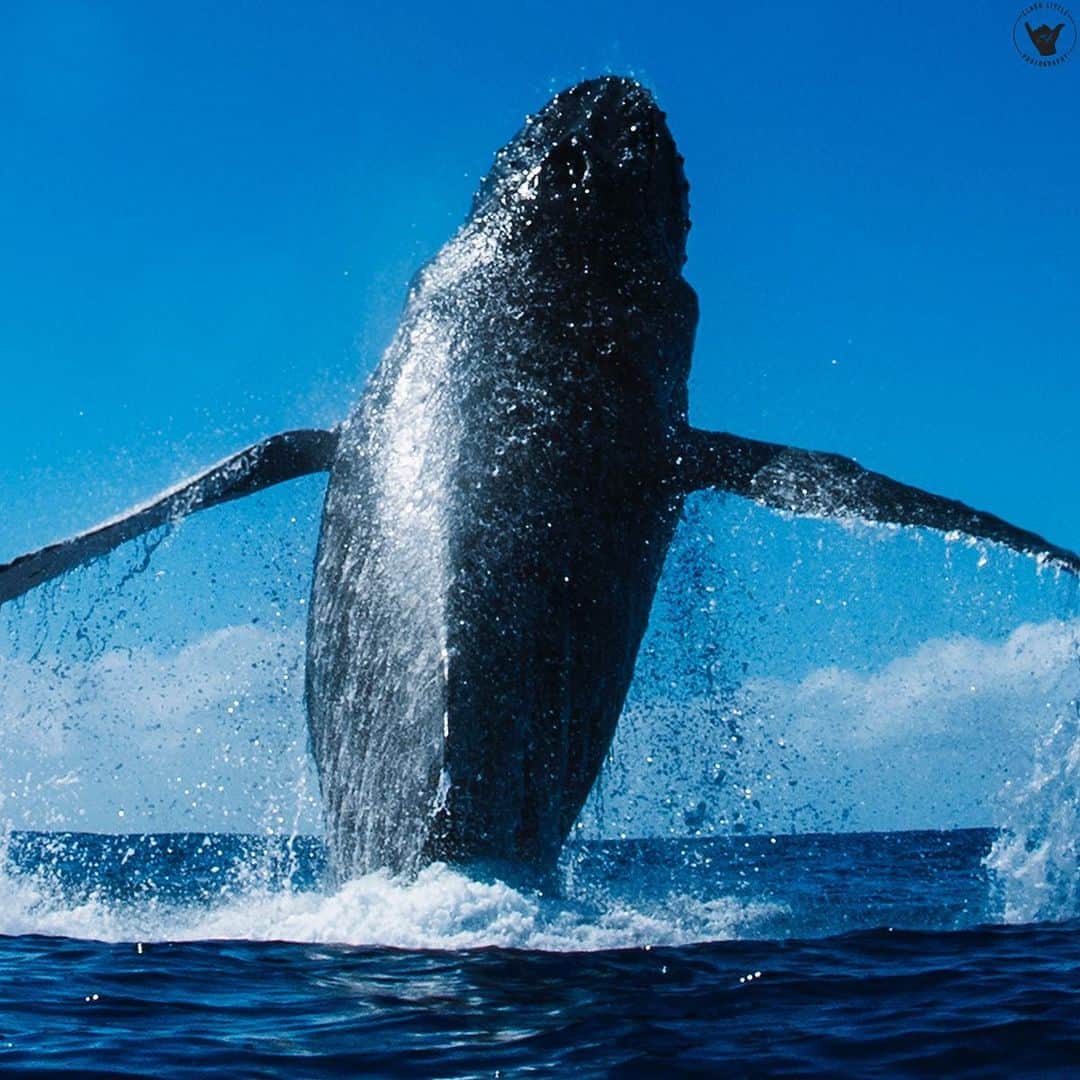 クラーク・リトルさんのインスタグラム写真 - (クラーク・リトルInstagram)「That one time a humpback whale decided to breach while shooting from the water 🐋💦💦💦 #boom 💥 #clarklittle 🆑」1月23日 4時56分 - clarklittle