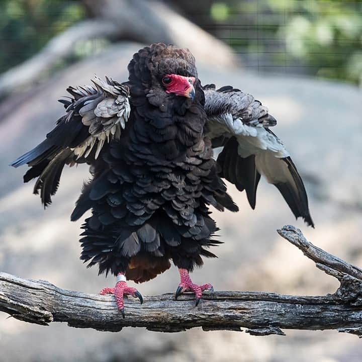 San Diego Zooさんのインスタグラム写真 - (San Diego ZooInstagram)「65° and partly cloudy in San Diego.  #BundleUp #Subirbs #DownJacket」1月23日 5時00分 - sandiegozoo