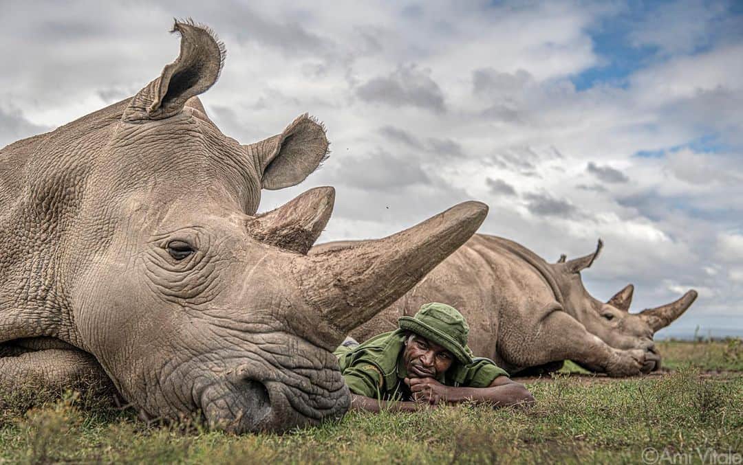 thephotosocietyさんのインスタグラム写真 - (thephotosocietyInstagram)「Photo by @amivitale // Zacharia Mutai, a keeper at @OlPejeta Conservancy in Kenya, relaxes with Fatu and Najin, the last two northern white rhinos on the planet. The men who care for these creatures spend more time with them than they do with their own families. The bonds are deep, and the keepers have a profound understanding of just how precious these last northern white rhinos are. These men have become some of the northern white rhinos’ greatest advocates. ⠀⠀⠀⠀⠀⠀⠀⠀ Learn more, including how to help, by following @amivitale, @olpejeta, and @BioRescue_Project.   @bmbf.bund @leibnizgemeinschaft @KenyaWildlifeService @SafariParkDvurKralove @MinistryOfTourismAndWildlifeKE @natgeo @natgeoimagecollection @thephotosociety @photography.for.good #northernwhiterhinos #dontletthemdisappear #kenya #rhinos #saverhinoslove #kenya #rhinos #saverhinos」1月23日 5時01分 - thephotosociety