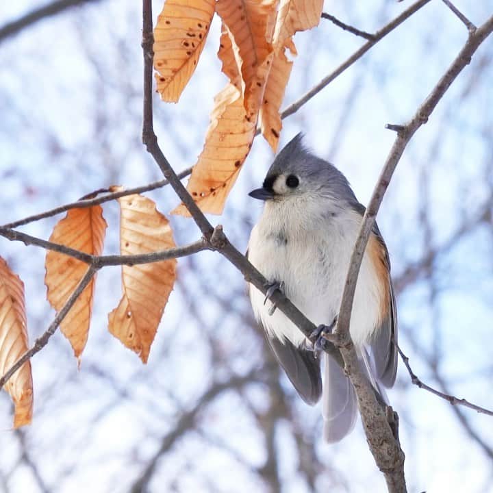 ニューヨーク植物園のインスタグラム：「Look closely to discover the shapes and textures of winter in the Native Plant Garden. . Dried grasses, seed heads, and leaves bring form to the season as you stroll along the paths of the meadow, and up close they're full of unique details to discover during your walks through this expansive landscape. What have you found in this collection recently that piqued your interest? . #plantlove #AllInNYC」