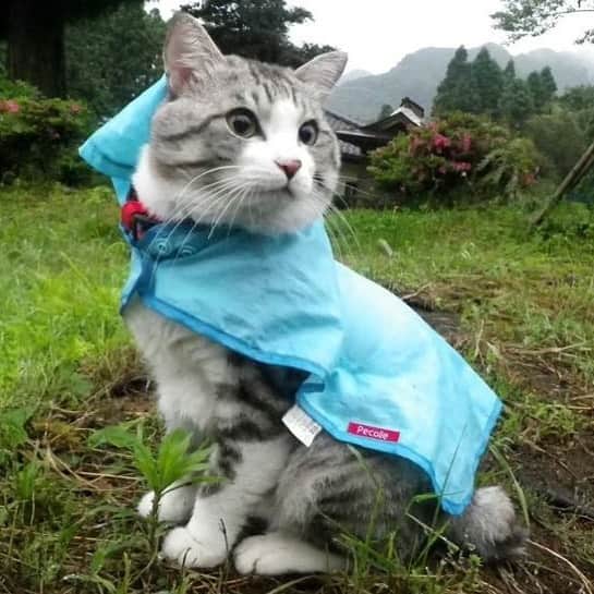 Nyankichi Noranekoさんのインスタグラム写真 - (Nyankichi NoranekoInstagram)「パトロール実行委員会からのお知らせ❗️  本日の早朝パトロールおよびインスタライブは、雨が強く降っているため様子を見ているところです☔️  ニャン吉先生は行く気満々、ファミリー全員で説得中です🤣  雨が小降りになり次第パトロールとインスタライブを行います。  猫 #cat #고양이 #แมว #貓 #кошка #wats #chat #ニャンスタグラム #gato #catsofinstagram #ねこ部 #旅猫 #cats #japan #猫写真 #ねこ #seekor #ネコ #kitty #パトロール #kucing #kucinglucu」1月23日 7時14分 - noraneko_nyankichi