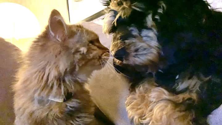 FluffyPackのインスタグラム：「😽😎 . #bromance #cat #agriakatt #catsofinstagram #kiss #dogsofinstagram #agriahund #bff #love #weeklyfluff #cockapoo #animallovers」