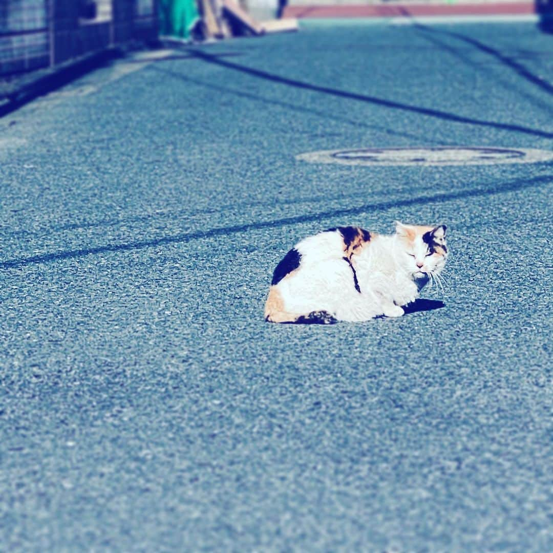 中野敬久さんのインスタグラム写真 - (中野敬久Instagram)「#cat #sunbathıng #street #what #areyoulookng #nyanda」1月23日 8時17分 - hirohisanakano