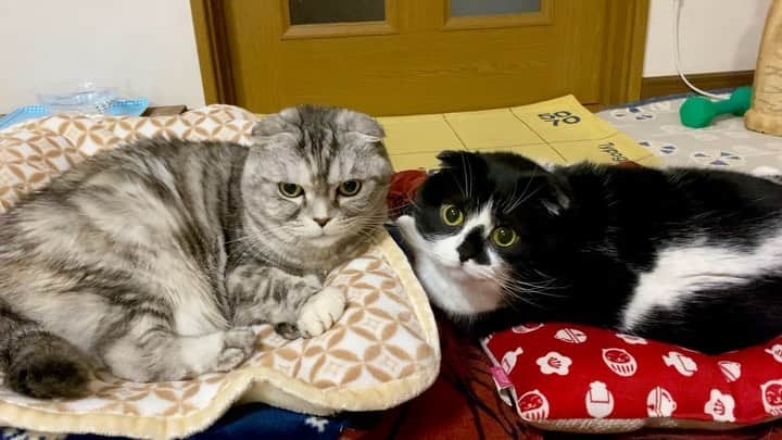 tiaichimaのインスタグラム：「Good morning!! ☀️おはナビムーギー‼︎  ナビちん、近すぎてしっぽがイラッと(-"-;)   #牛柄組鼻まわり汚れ隊 #ムチムチッコ #ナビちん#ムーギー#MuuGieeboy#cat#neko#ねこ#neko#ネコ#スコティッシュフォールド#致命的な魅力#ScottishFold#まんじゅう部」