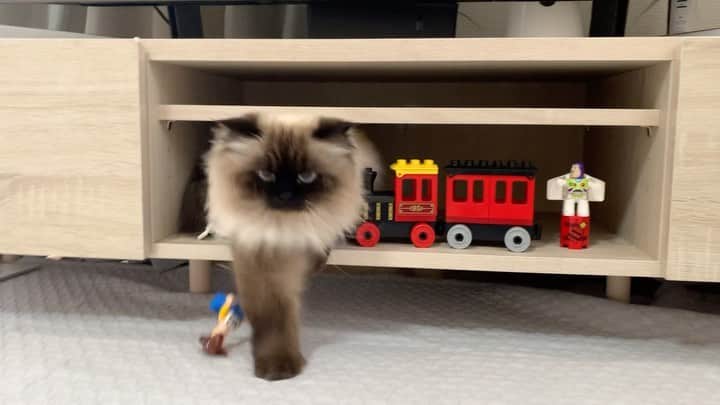 のインスタグラム：「プリュムさん、ウッディ押しのけ出てくるよ🙈🤖🚃💨  . . . .  #プリュムのいる生活 #猫のいる暮らし #ヒマラヤン  #赤ちゃんと猫  #もふもふ#ヒマラニャンズ  #猫  #ねこ  #ペコねこ部#可愛い#癒し#テレビ台#ディズニー#インテリア#かくれんぼ#catvideo#paw#disney#toystory#peekaboo#hideandseek #iloveyou  #fluffycat#🐈 #고양이 #himalayancat  #catsofinstagram  #catloversclub  #bestmeow#weeklyfluff」