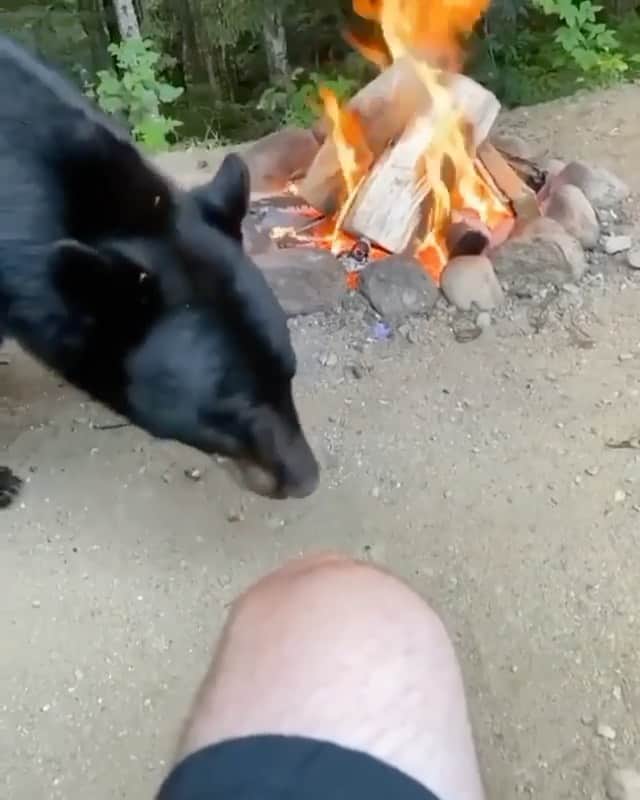 WildLifeのインスタグラム：「Close encounter with a black bear -  Video ©️ by @andy_riedman  All credits go to the respective owners. Please DM for credit/remove. . . #bear #beargay #encounter #encounters #hiker #hikerlife #blackbear #bigbear #wildcats #wildlife #wildanimal #nature #naturephotography #biology」